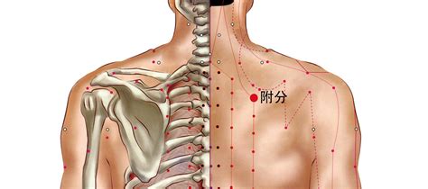 附分穴|附分穴的准确位置图图解